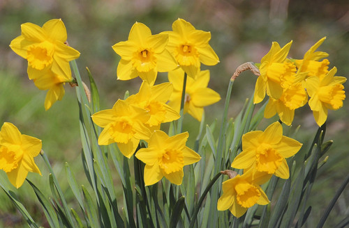 bg blume.jpg