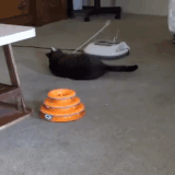 cat2.gif