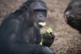 Chimpanzee eating.jpg