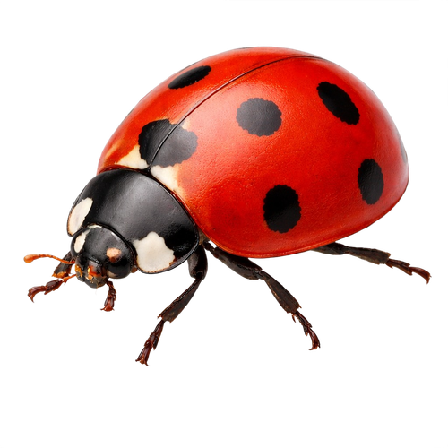 ladybug.png