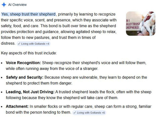 Sheep2.jpg