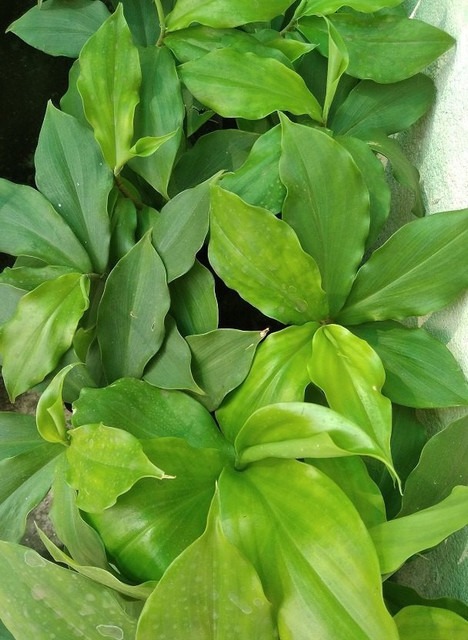 perennial yes yes insulin plant.jpg