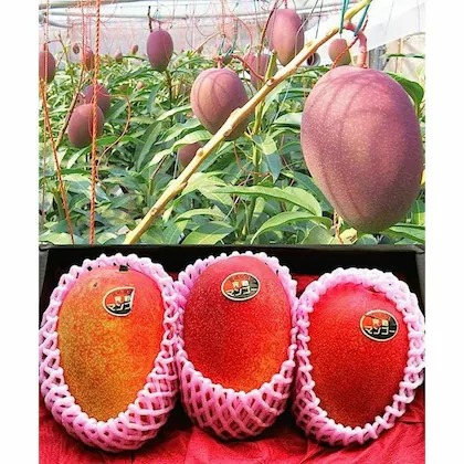 cloud farm miyazaki mango eggs o.jpg