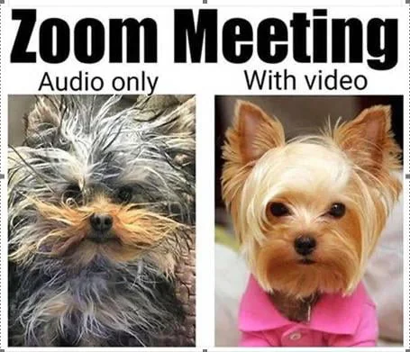 cute yorkie meme v0 xvgni534x65f1.webp