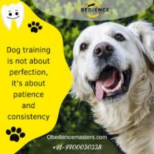 Obedience masters.jpg