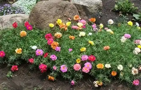 100 portulaca mix seeds grah pravesh original imag72zamrnkxn5h.4