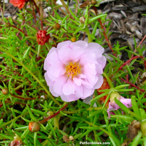 pale pink double flowered portulaca.1