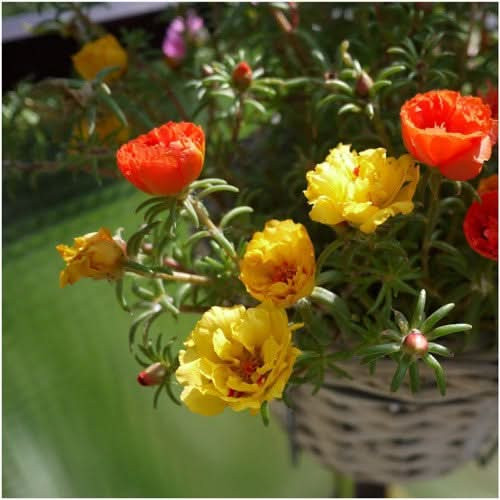 Portulaca Double Mix 3.1