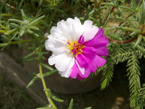 Portulaca flower in Islamabad, Pakistan.1