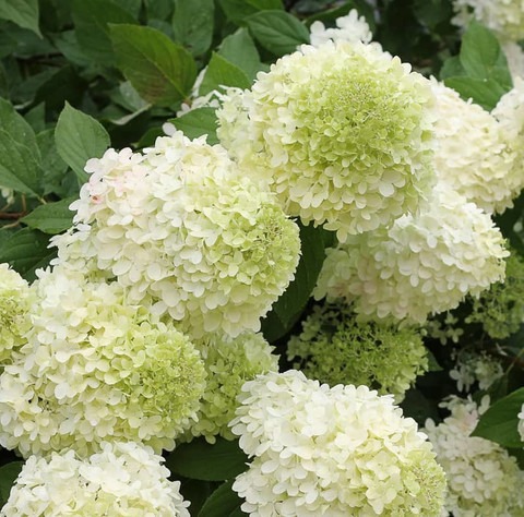 yes perennial yes hydrangea plan.jpg