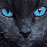 cateyes.gif