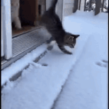 cats snow.gif