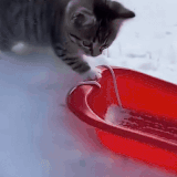 catsled.gif