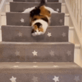 catslide.gif