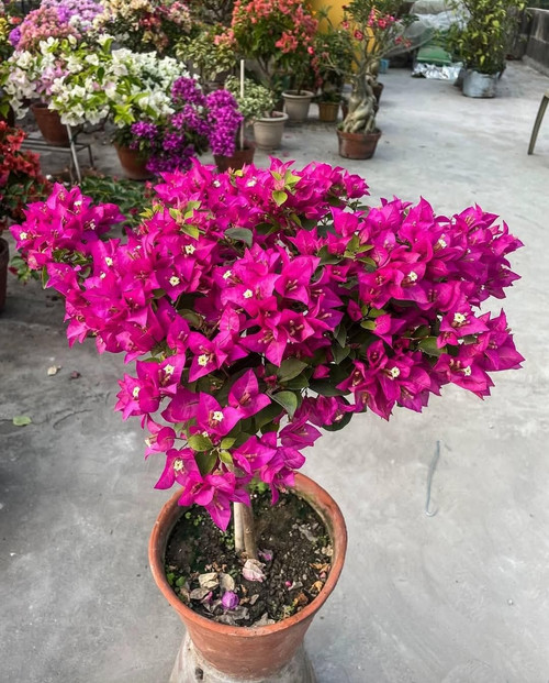 71zMmltNfHL. SL1341 .jpg