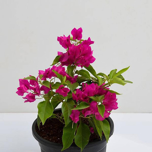 bougainvillea pink live plant 1.jpg