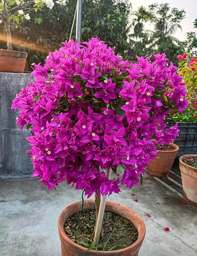 715hFErQPgL. SY879 .jpg