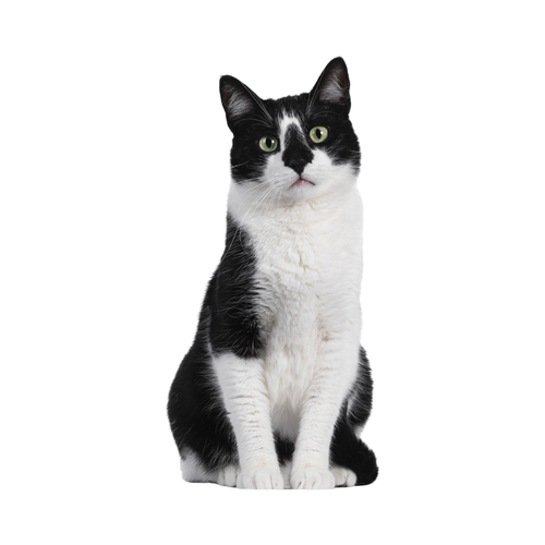 cat.png