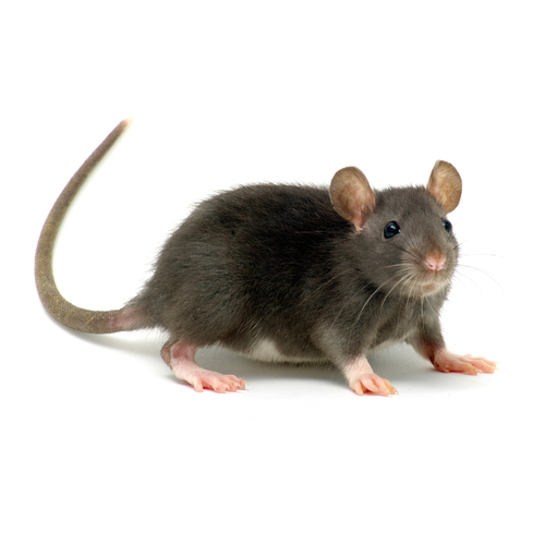 rat.png