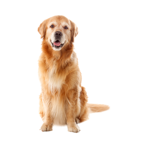 dog.png
