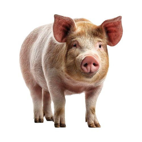 pig.png