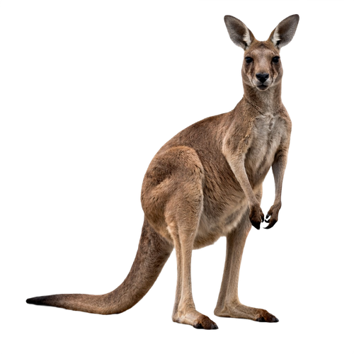 kangaroo.png