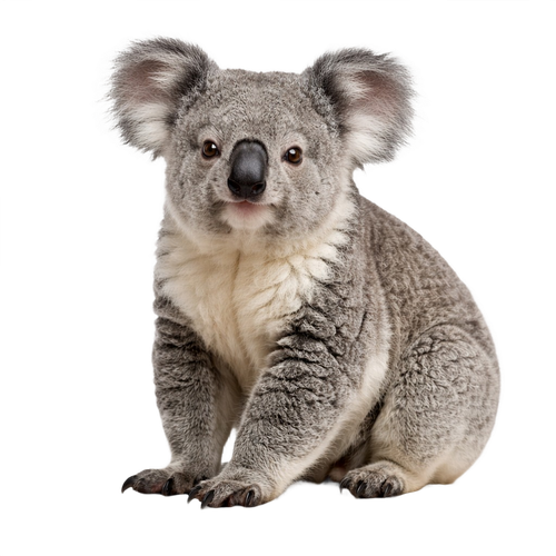 koala.png