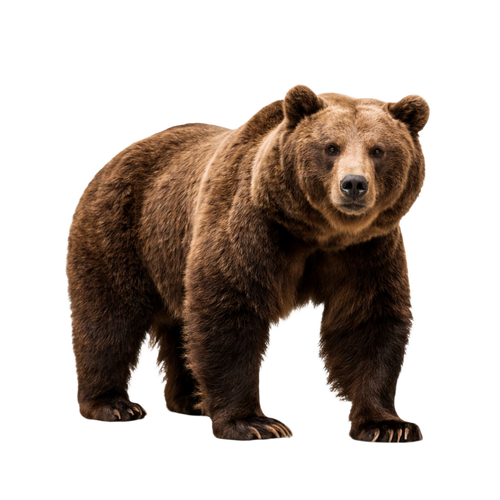 bear.png