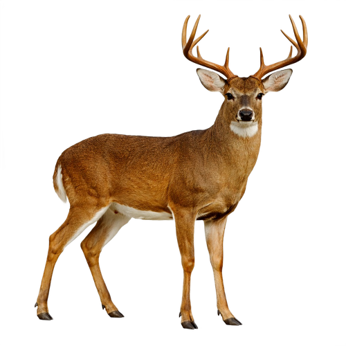 deer.png