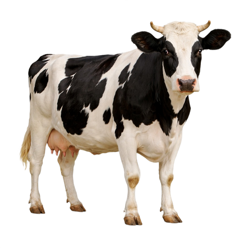 cow.png