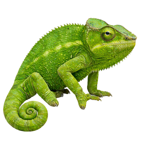 chameleon.png