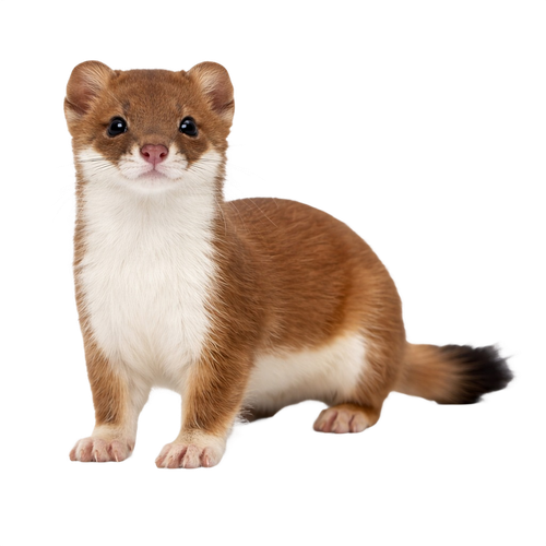 weasel.png