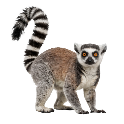 lemur.png