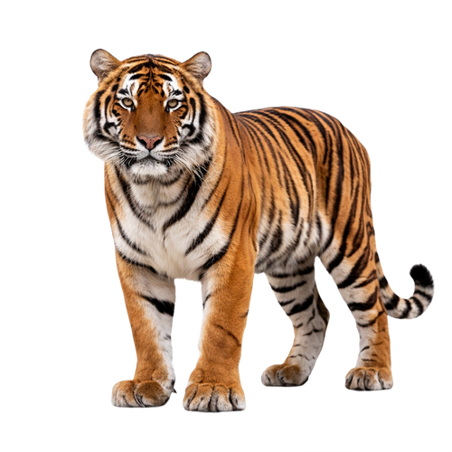 tiger.png