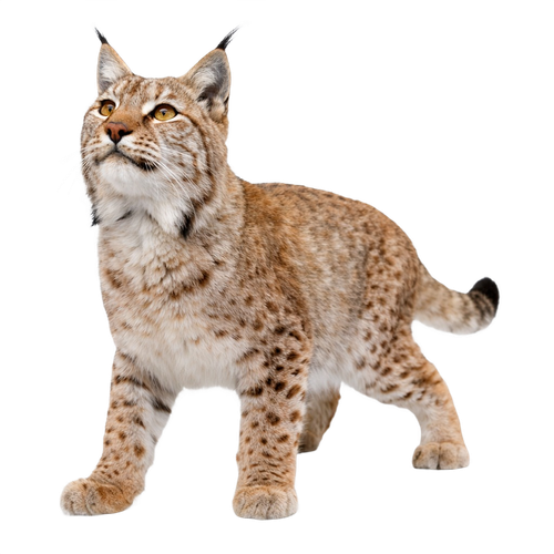 lynx.png
