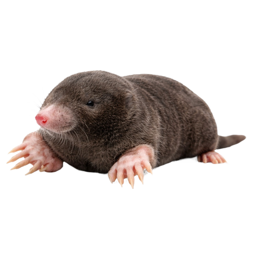 mole.png