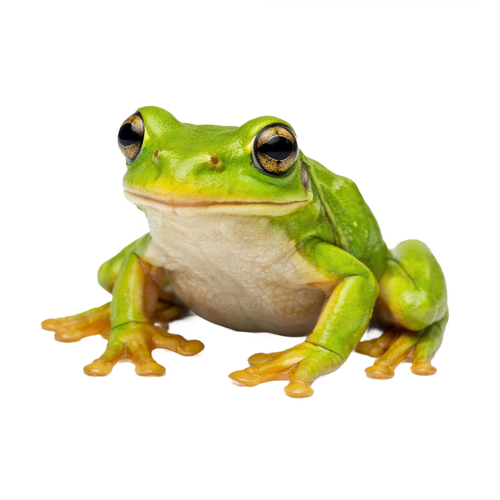 frog.png