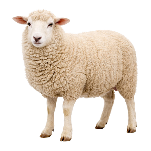 sheep.png