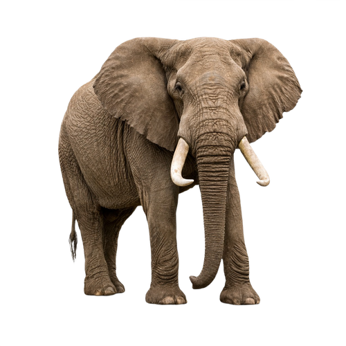 elephant.png
