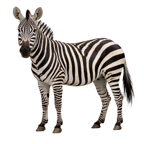 zebra.png