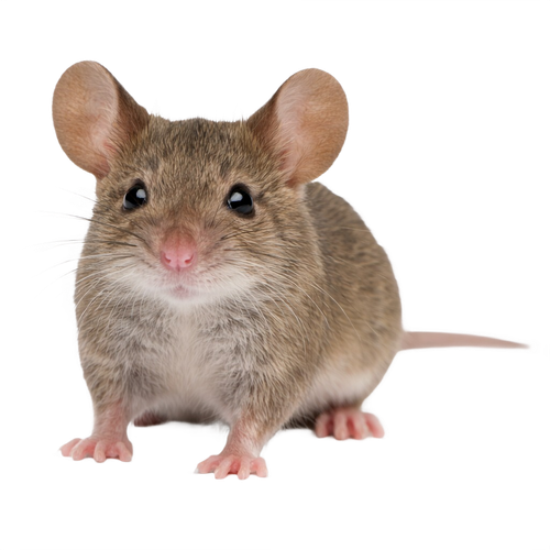 mouse.png