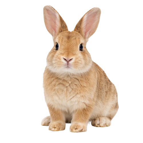rabbit.png