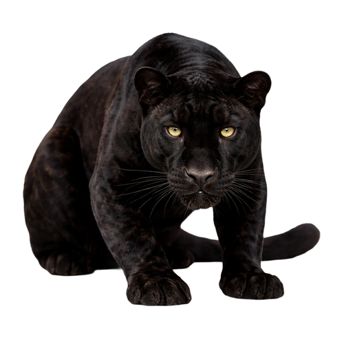 panther.png