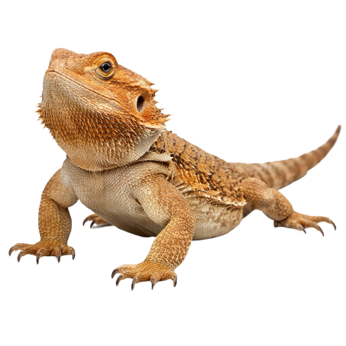 lizard.png