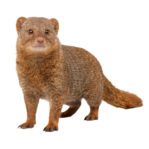 mongoose.png