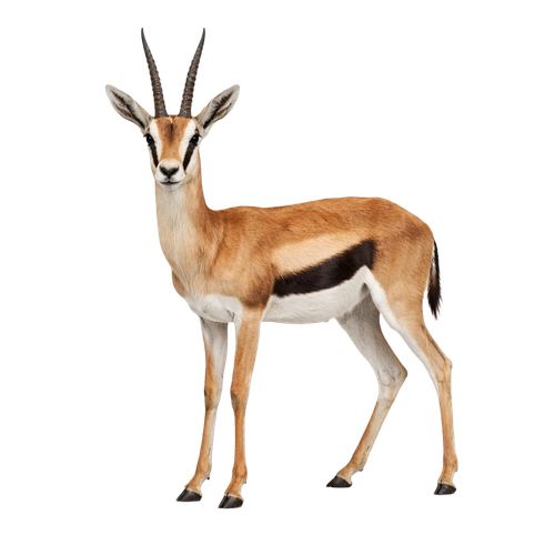 gazelle.png