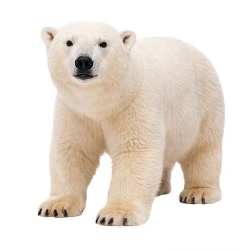 polar bear.png