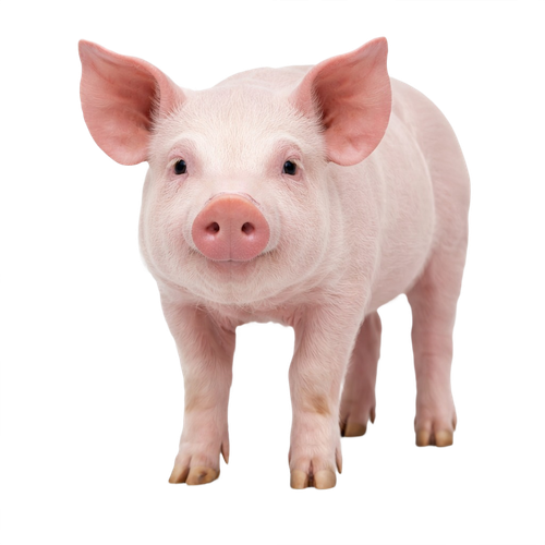 pig.png