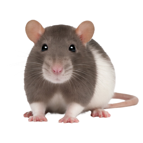 rat.png