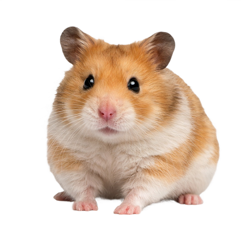 hamster.png